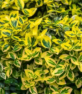 GOLDEN EUONYMUS