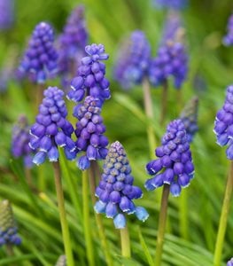 GRAPE HYACINTH