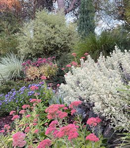 AUTUMN JOY SEDUM