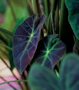 'ILLUSTRIS' COLOCASIA