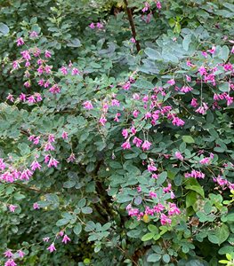 BUSH CLOVER