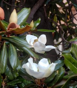 MAGNOLIA FLOWER