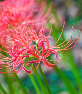 RED SPIDER LILY