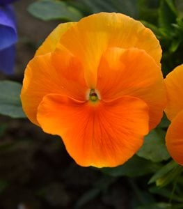 PANSY FLOWERS