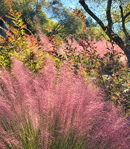 PINK MUHLY GRASS