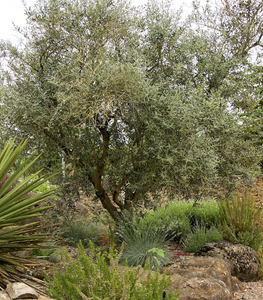 OLIVE TREE