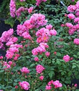 OSO EASY® DOUBLE PINK ROSE