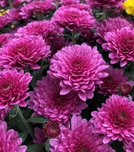 PARADISO PINK CHRYSANTHEMUM