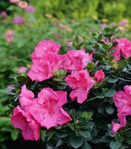 Perfecto Mundo Epic Pink Azalea