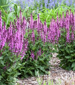 'Pink Profusion' perennial salvia