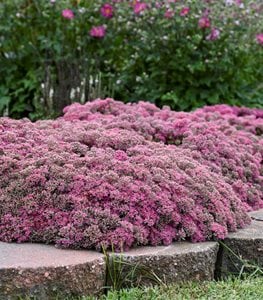 Rock 'n Round™ 'Popstar' sedum stonecrop