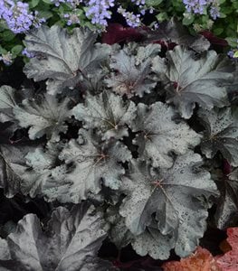 Primo® 'Black Pearl' heuchera