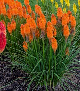 Red-Hot Poker