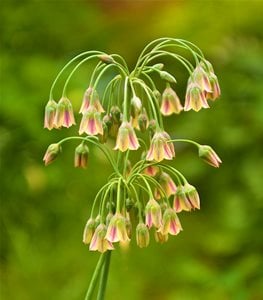 SICILIAN HONEY GARLIC