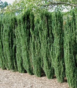 SKY PENCIL JAPANESE HOLLY