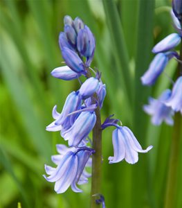 SPANISH BLUEBELLS