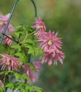 SPARKY® PINK CLEMATIS