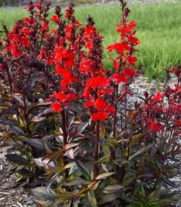 STARSHIP SCARLET BRONZE LEAF CARDINAL FLOWER