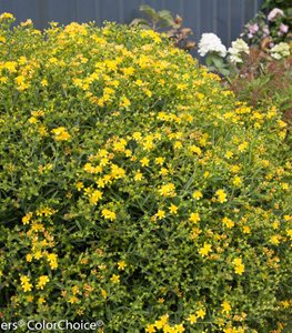 ST. JOHN'S WORT