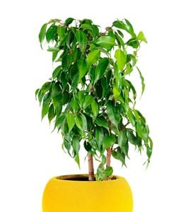 Weeping fig