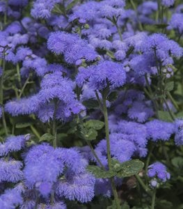 'Blue Horizon' floss flower