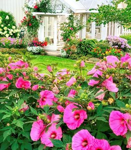 CANDY CRUSH HIBISCUS