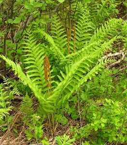CINNAMON FERN