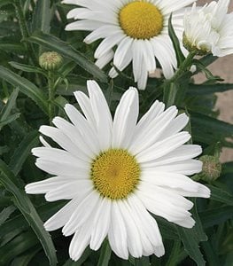 Amazing Daisies® Daisy May® Shasta daisy