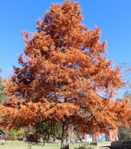 DAWN REDWOOD TREE