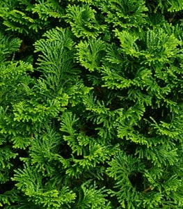 'Nana Gracilis' dwarf Hinoki cypress
