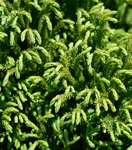 ‘Globosa Nana’ Dwarf Japanese Cedar