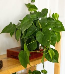 HEARTLEAF PHILODENDRON