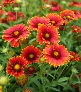 HEAT IT UP SCARLET BLANKET FLOWER