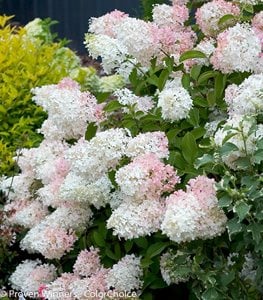 'LITTLE LAMB' HYDRANGEA