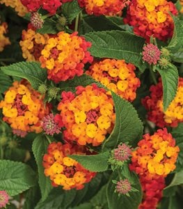 LUSCIOUS® CITRUS BLEND™ LANTANA