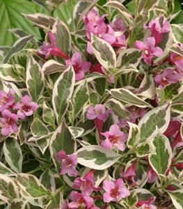 MY MONET® WEIGELA