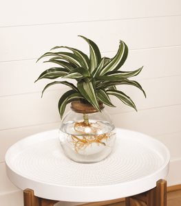 Submerged Relics™ Nifty Nautilus™ dracaena