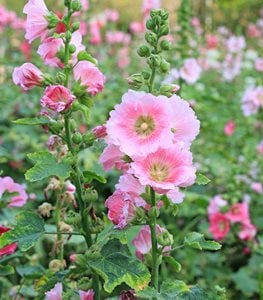 HOLLYHOCK FLOWERS