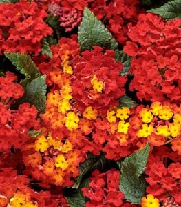 LUSCIOUS ROYALE RED ZONE LANTANA