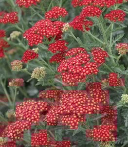 SASSY SUMMER SANGRIA YARROW