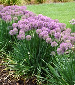 SERENDIPITY ALLIUM