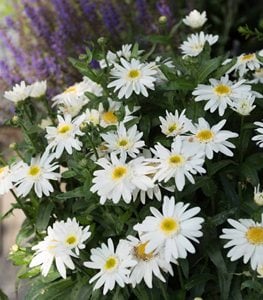 Shasta daisy Sweet Daisy Birdy