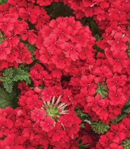 SUPERBENA RED VERBENA