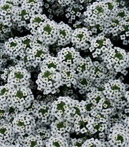 Snow Princess® sweet alyssum