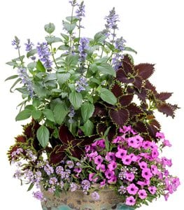 Petunia plant combination