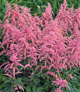 astilbe toxic to dogs