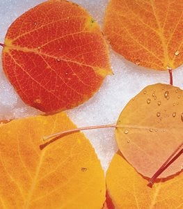 Populus tremuloides - Photo by: Mark Turner.