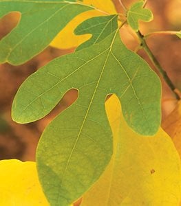 Sassafras albidum - Photo by: Eliot Cohen.