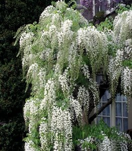 'Snow Showers' wisteria