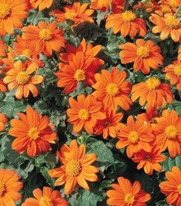 FIESTA DEL SOL TITHONIA